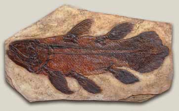 Fish Index