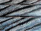 Wave Flutter 6