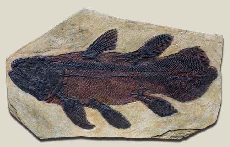 Coelacanth -Bronze