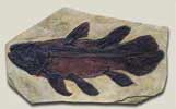 V4 Coelacanth