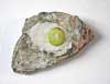 Egg Fossil